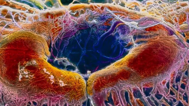 米博体育 米博平台牛！2020年中国十大科技进展新闻揭晓：南京大学连续两年入选(图19)