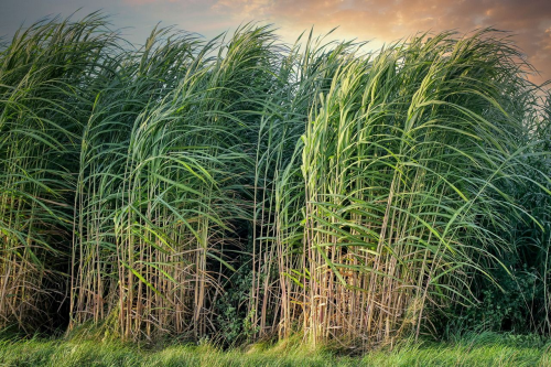 波音在巴西设立技术中心巴西生物燃料的强劲竞争米博体育 米博平台力从何而来？(图3)