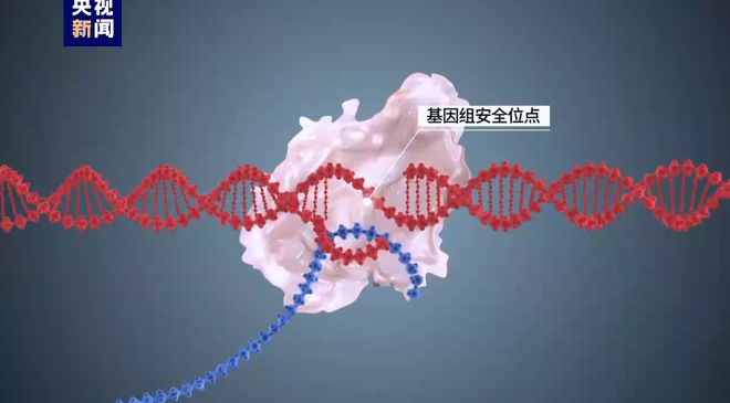米博体育 米博官网基因精准写入！这项新技术给遗传性疾病带来新希望；中国农大教授研发低脂冰激凌 国内一周科技导读(图5)