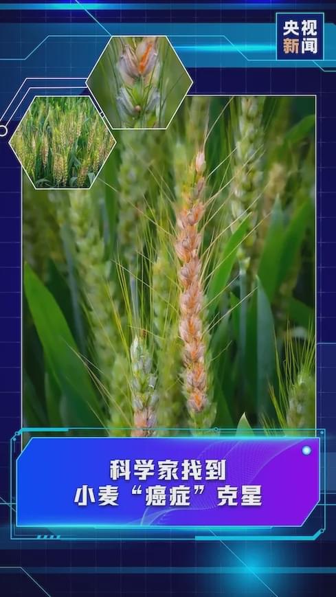 新鲜出炉！两院院士评出2020中米博体育官网国十大科技进展(图4)